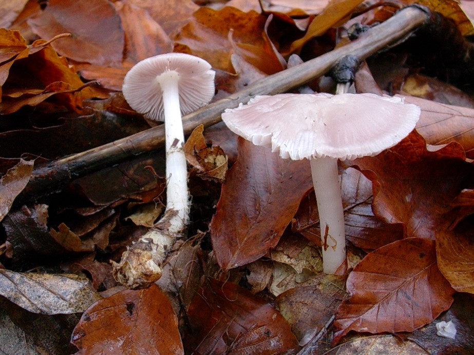 532 Dicembre vecchio ritrovamento